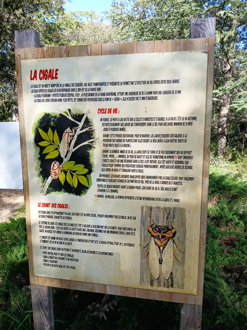 Panneau pédagogique sur la cigale — parcours nature La Forêt Enchantée, Malemort-du-Comtat